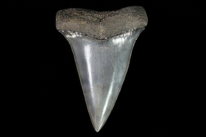 Fossil Mako Shark Tooth - Georgia #75032